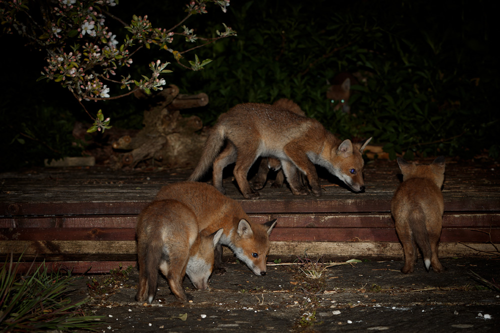 0505212804218613.jpg - SIx fox cubs in the garden