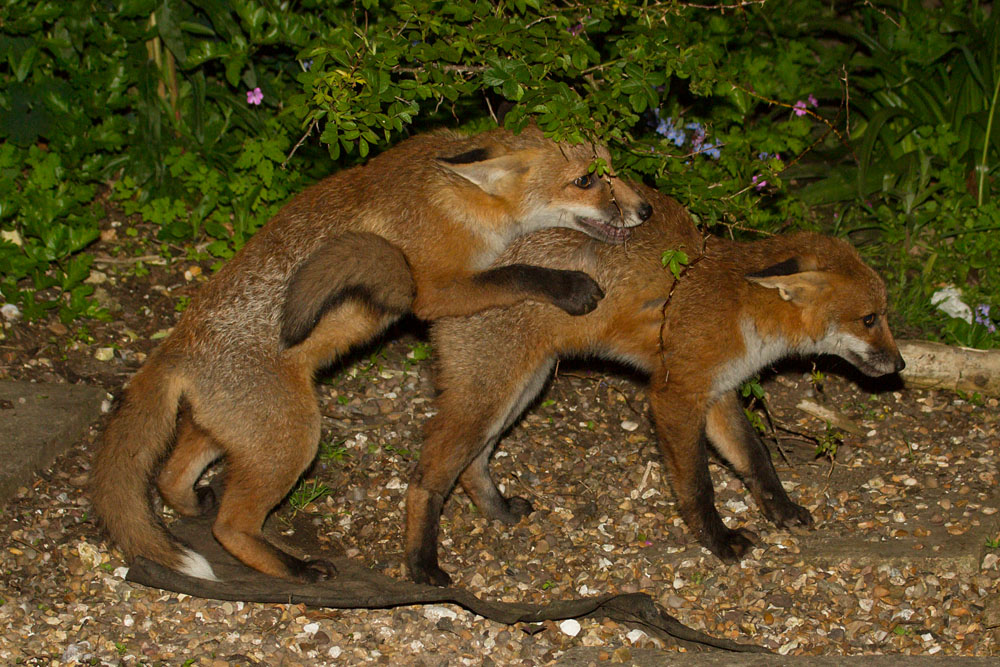 0506130306131509.jpg - Fox cubs play fighting.