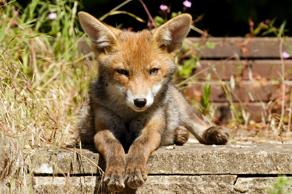 0506170406176111.jpg - Fox cub on a sunny afternoon