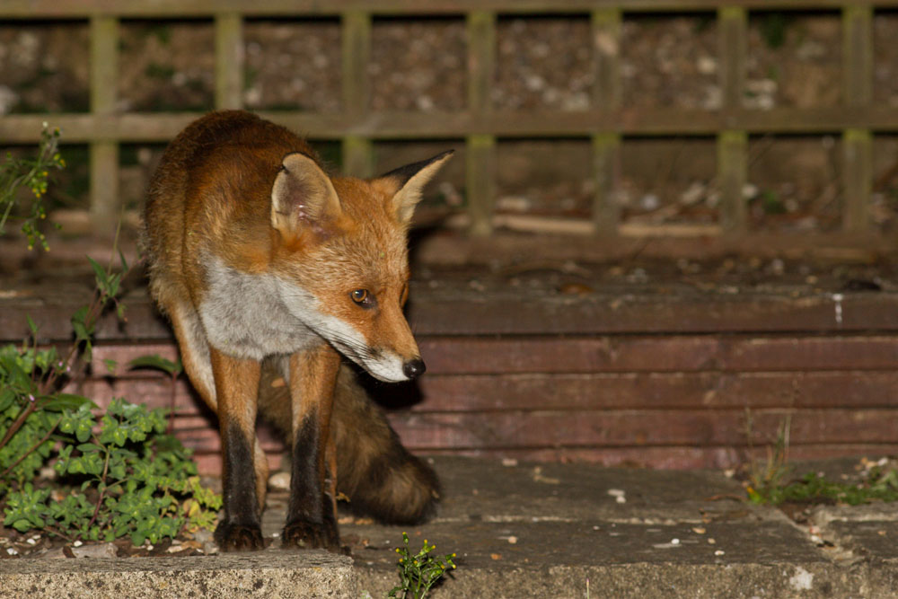 0507140307148842.jpg - Fox with nicked ear in garden