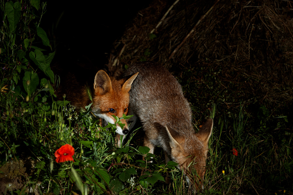 0507210407214109.jpg - Fox cub with Stumpy the vixen