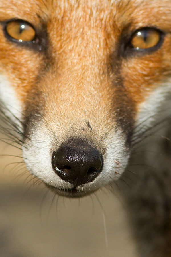 0508130408136475.jpg - Close up of fox noseand eyes