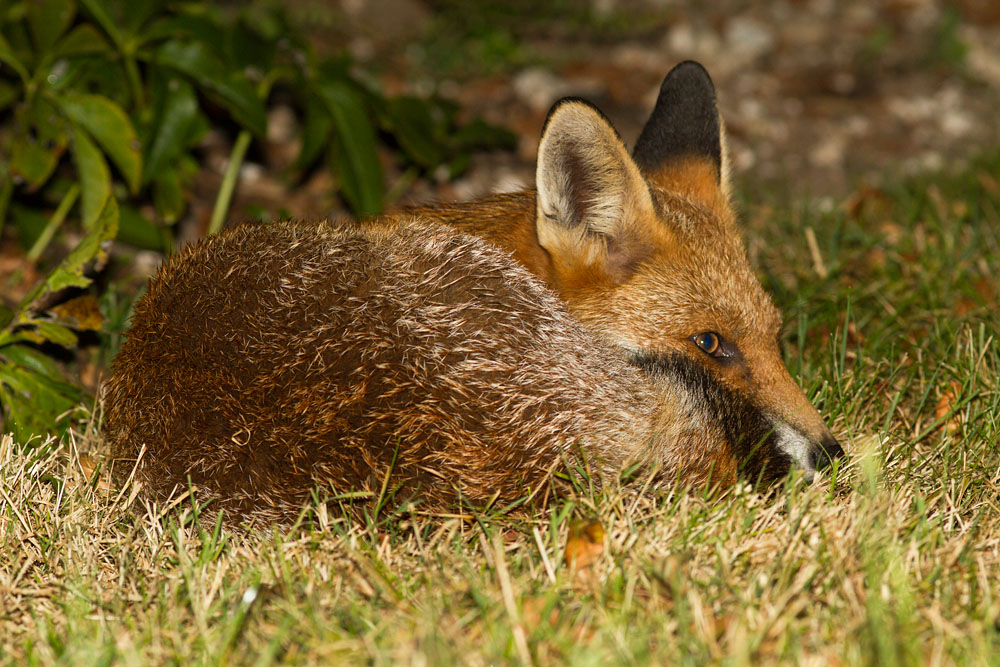 0508142109125273.jpg - Fox cub curled up in the garden