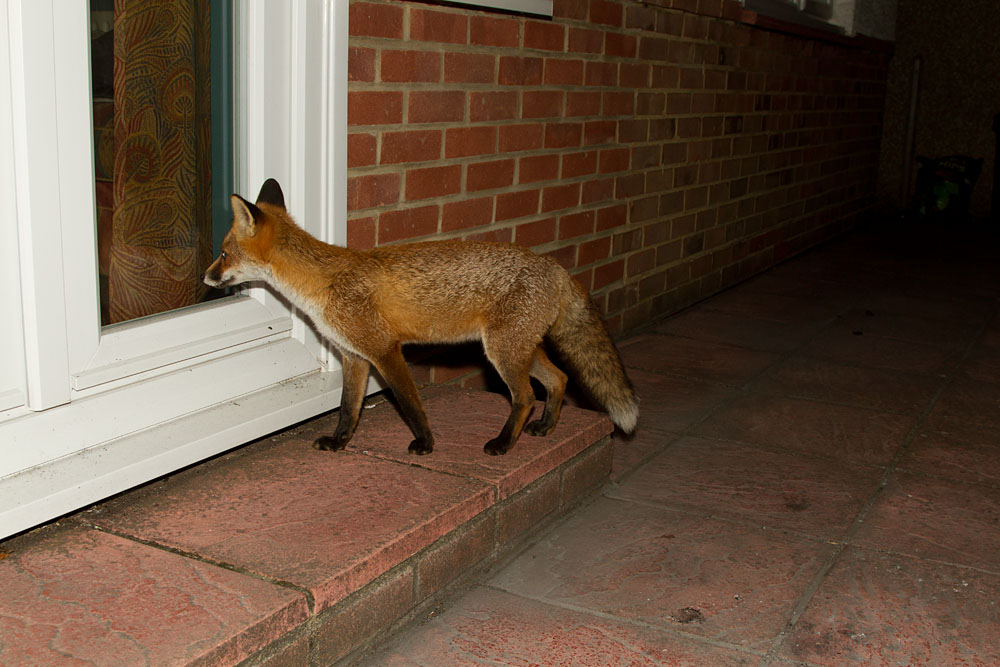 0509130309134308.jpg - Urban fox at the back door
