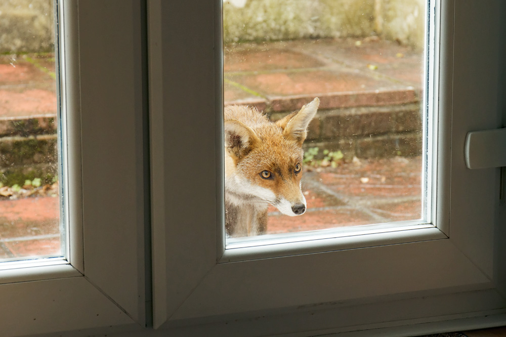0509170309175882.jpg - Fox cub in the rain
