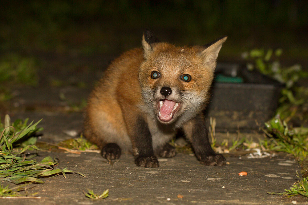 0510131005134607.jpg - 3 month old fox cub
