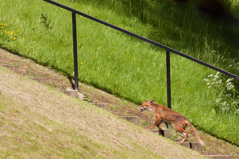 0510142605095008.jpg - Fox on steps at the University of Susssex campus at Falmer