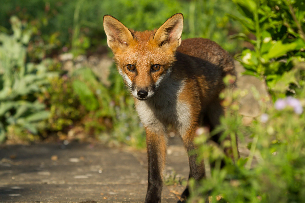 0510152906137082.jpg - Fox cub walking through garden