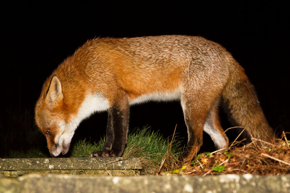 0601130301132421.jpg - Mature male fox (Vulpes vulpes) standing on stone path in a garden, East Sussex.