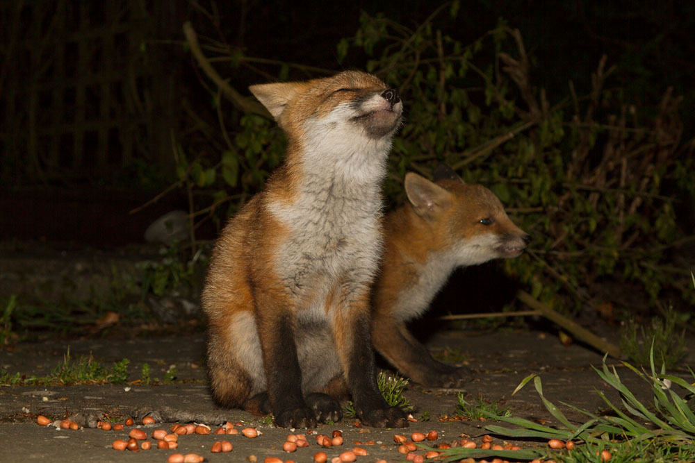 0601152305137898.jpg - Two fox cubs