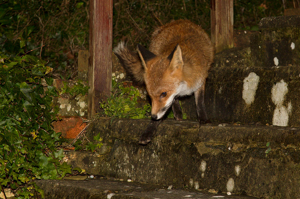 0602140502140129.jpg - Fox in garden
