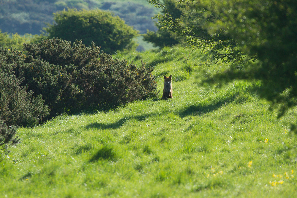 0602150305145694.jpg - Wild fox at Castle Hill, East Sussex