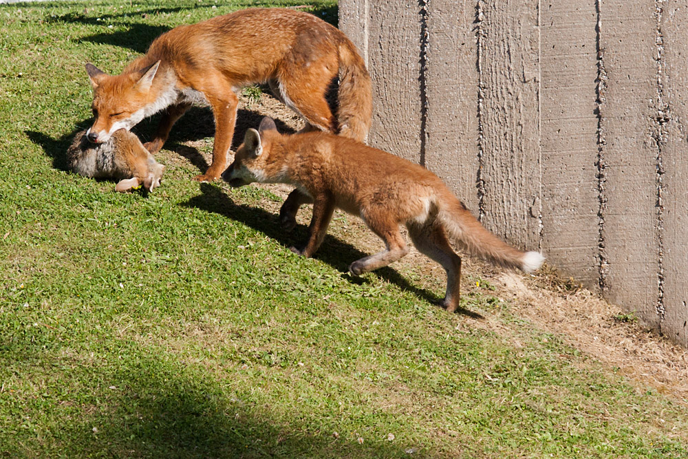 0602162205093594.jpg - Vixen bringing a rabbit to a fox cub