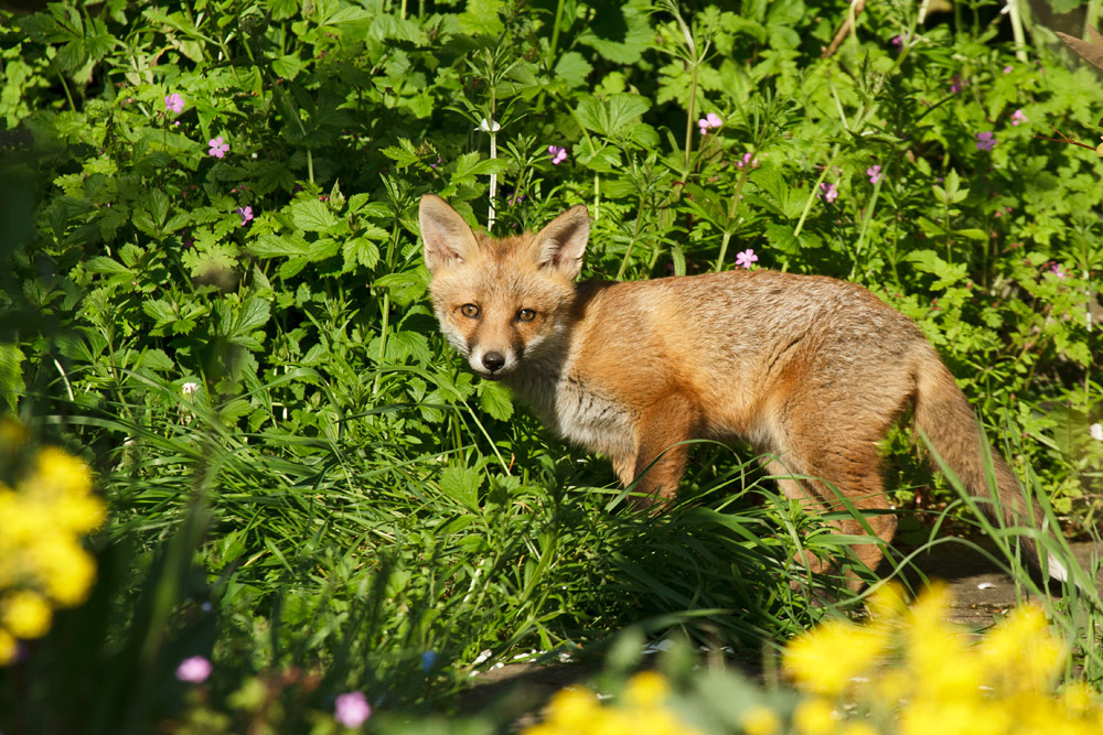 0602172605138982.jpg - Fox cub in the flower bed