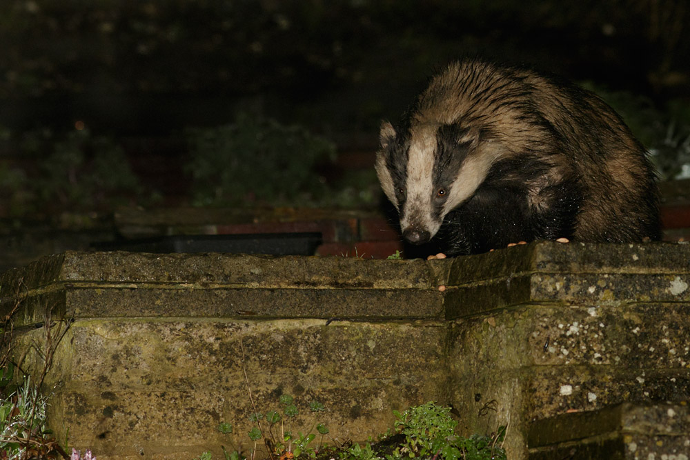0604150404158206.jpg - Badger in garden