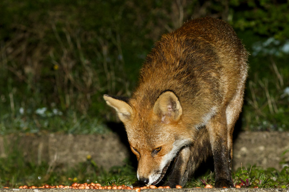 0604170204175978.jpg - Fox with nicked ear at night