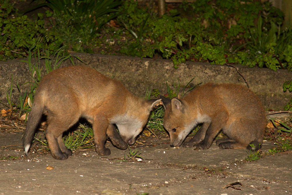 0605130505133452.jpg - Two young fox cubs in the garden