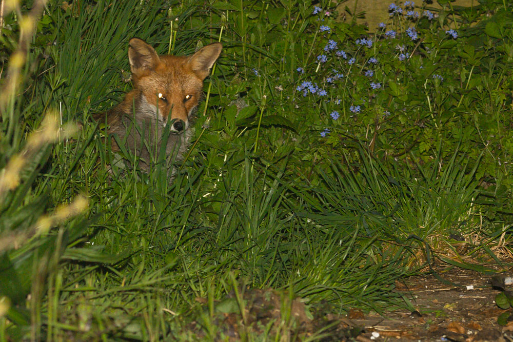 0605140505146126.jpg - Fox lurking at the rear of the garden