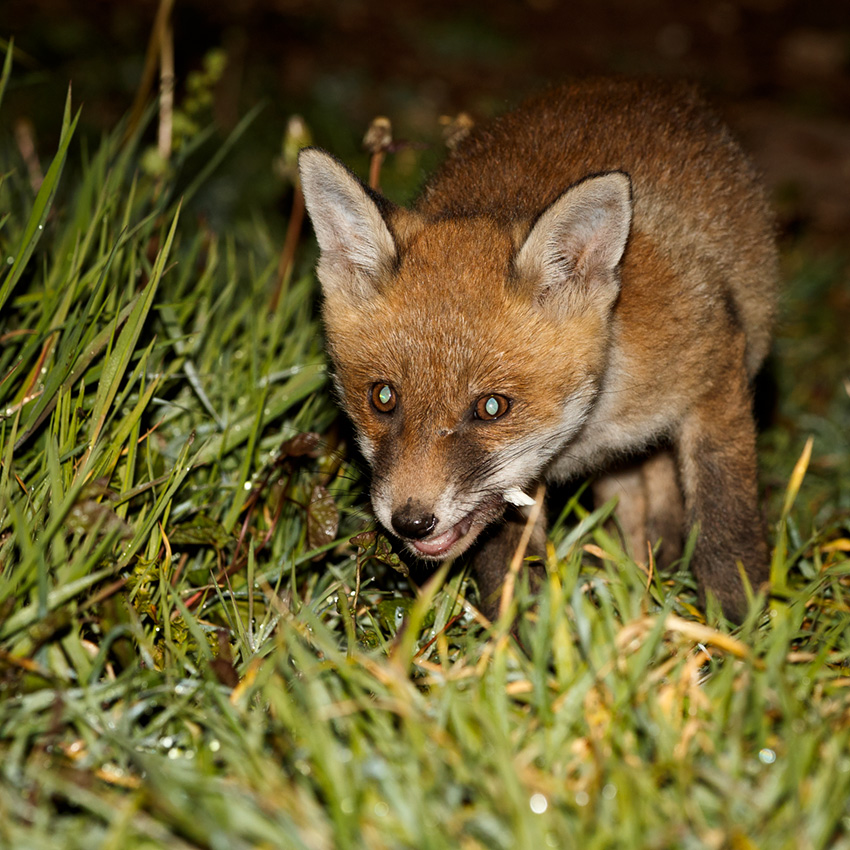 0605190505194490.jpg - Fox cub in the garden