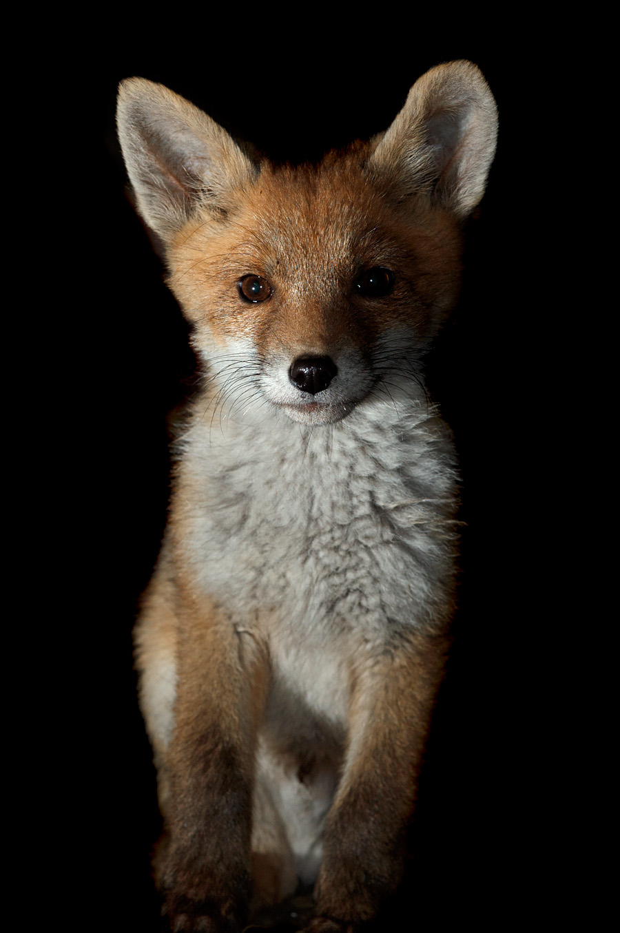 0605210605219010.jpg - Portrait of a fox cub