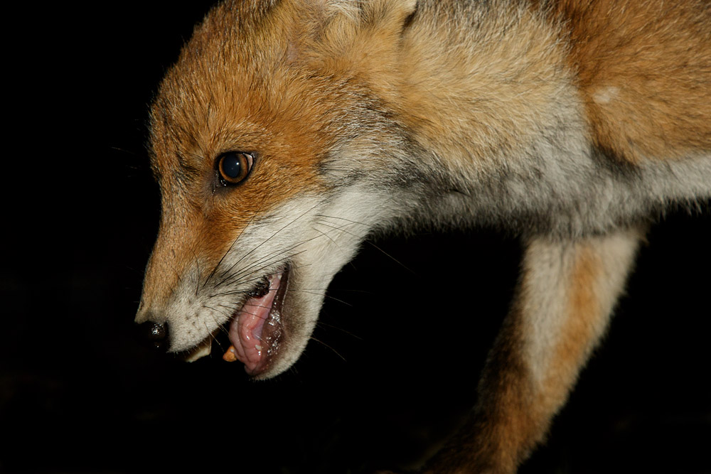 0606170606176519.jpg - Portrait of a three month old fox cub
