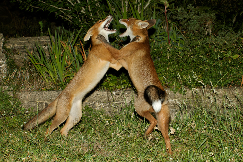 0607170607176540.jpg - Pretty little vixen and Black Tail jousting