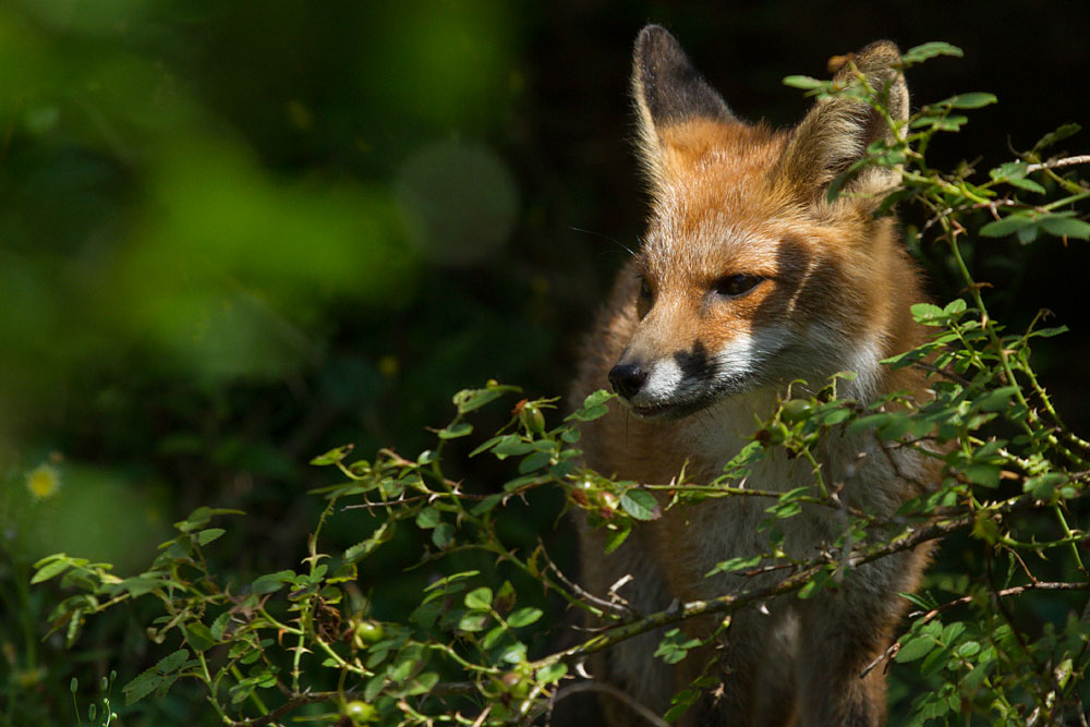 0608130408136158.jpg - Fox cub sheltering behind plants