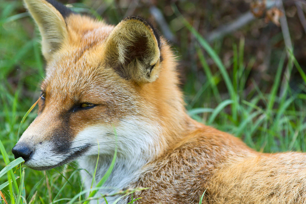0609130209133526.jpg - Fox lying down in grass