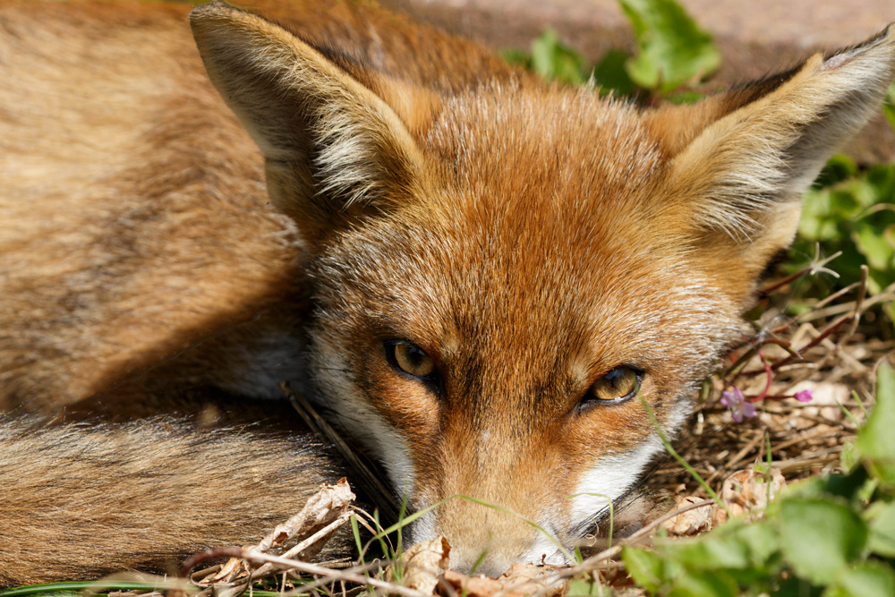 0609172708172954.jpg - Little Dog Fox relaxing on a sunny day