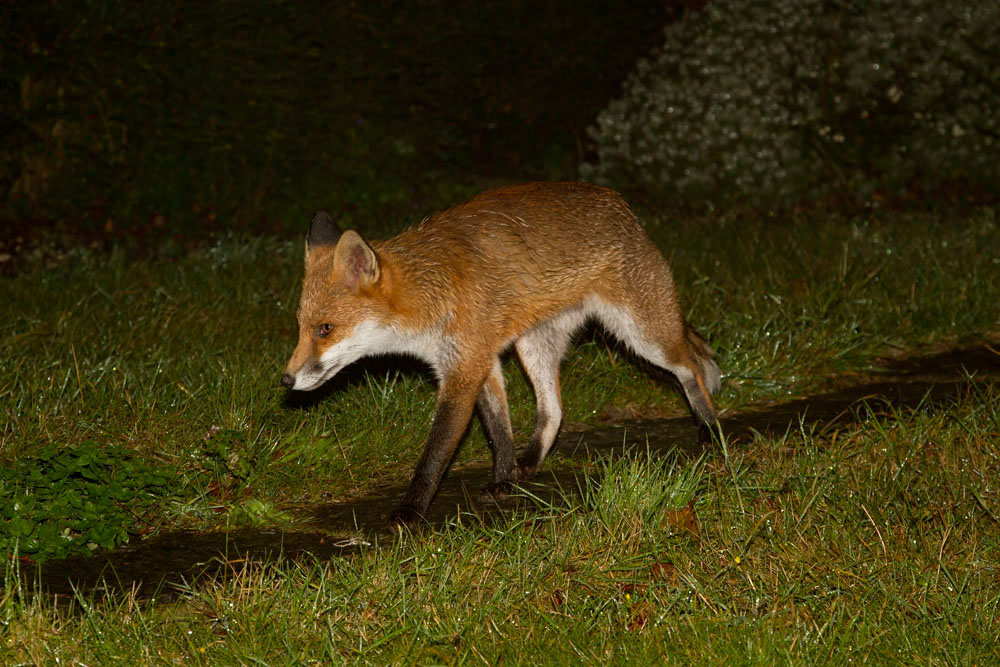 0610120810128566.jpg - Young fox (Vulpes vulpes) exploring a suburban garden on a rainy night.