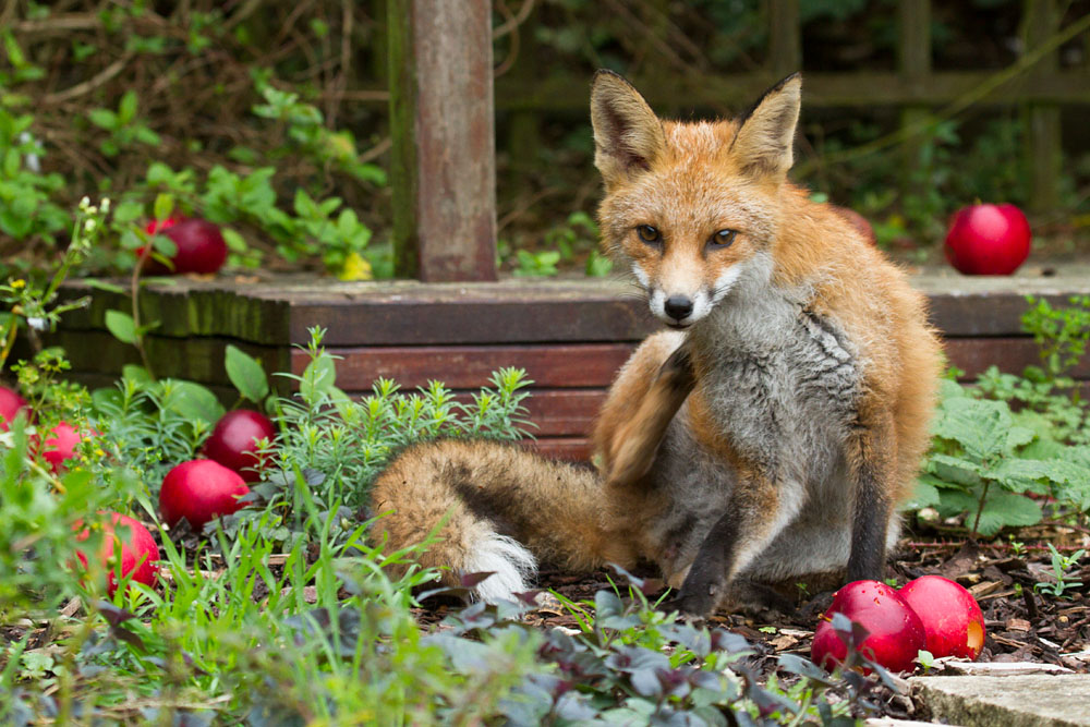 0610130510139577.jpg - Young fox (7 months old) with fallen red apples in a suburban garden.