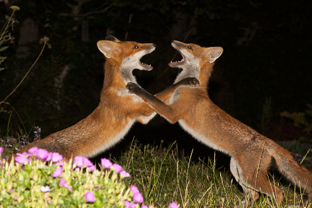 0610142706108340.jpg - Two fox cubs doing the 'fox trot'