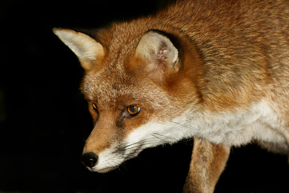 0610160610164611.jpg - Portrait of an urban fox at night