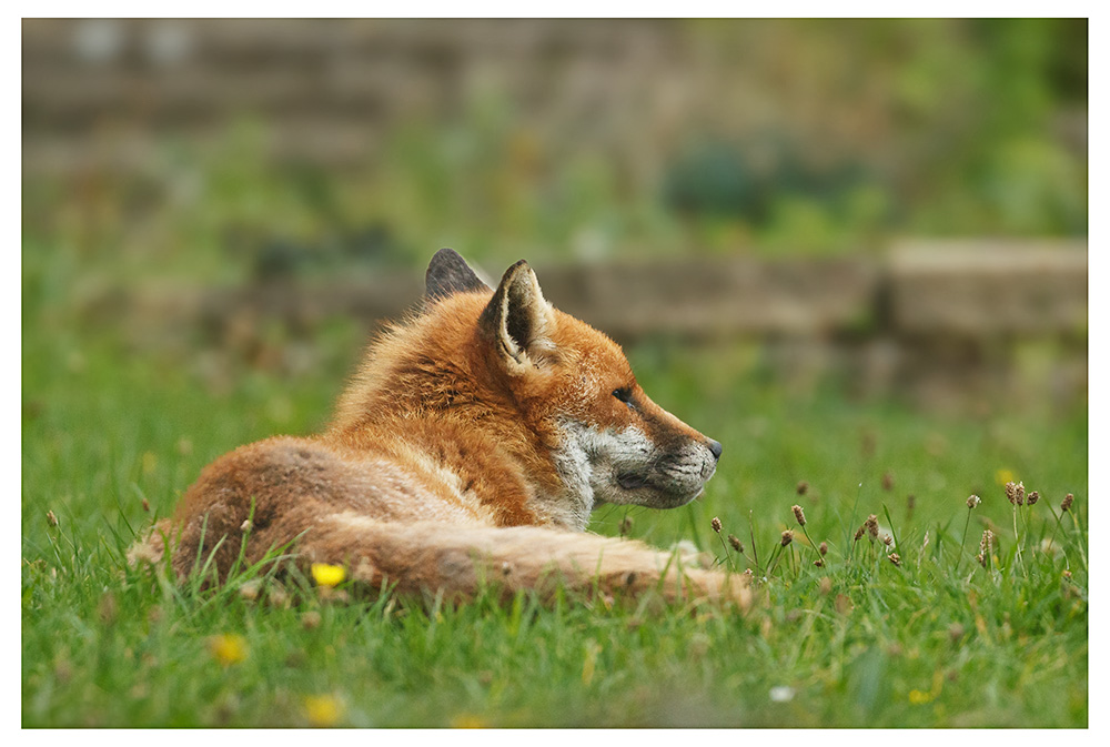 0610252809255474.jpg - The dog fox