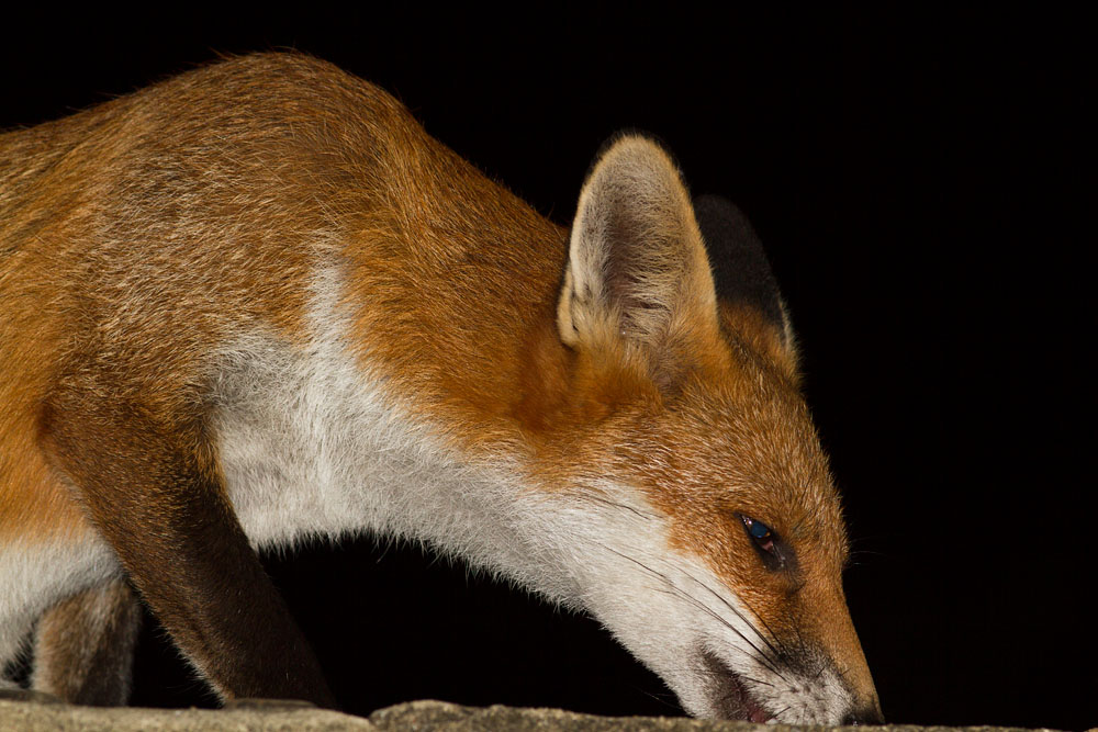 0611141009123058.jpg - Fox in close up