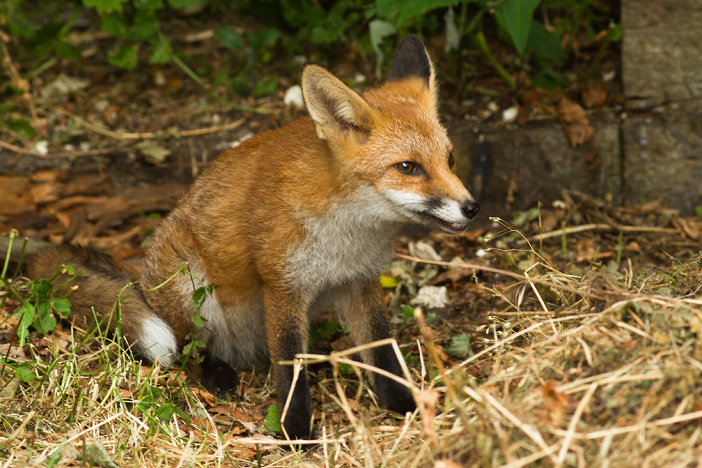 0701162307133607.jpg - Young fox sitting