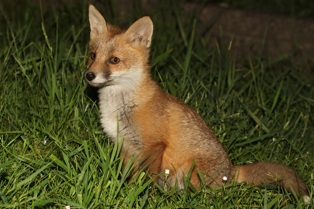0701172205137637.jpg - Fox cub in long grass