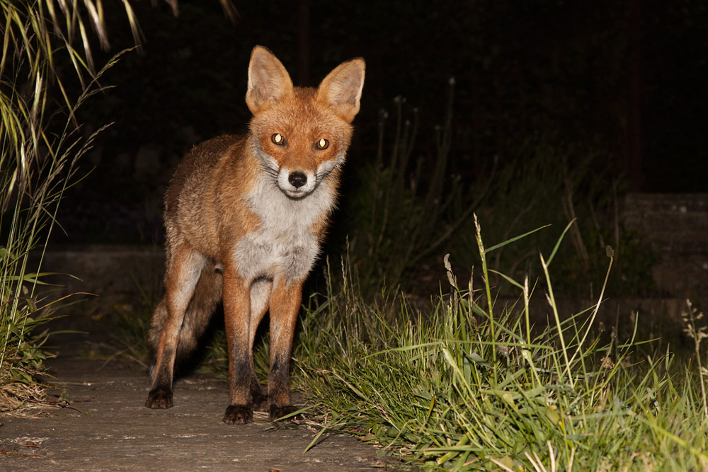 0702162305093823.jpg - Vixen  on the path