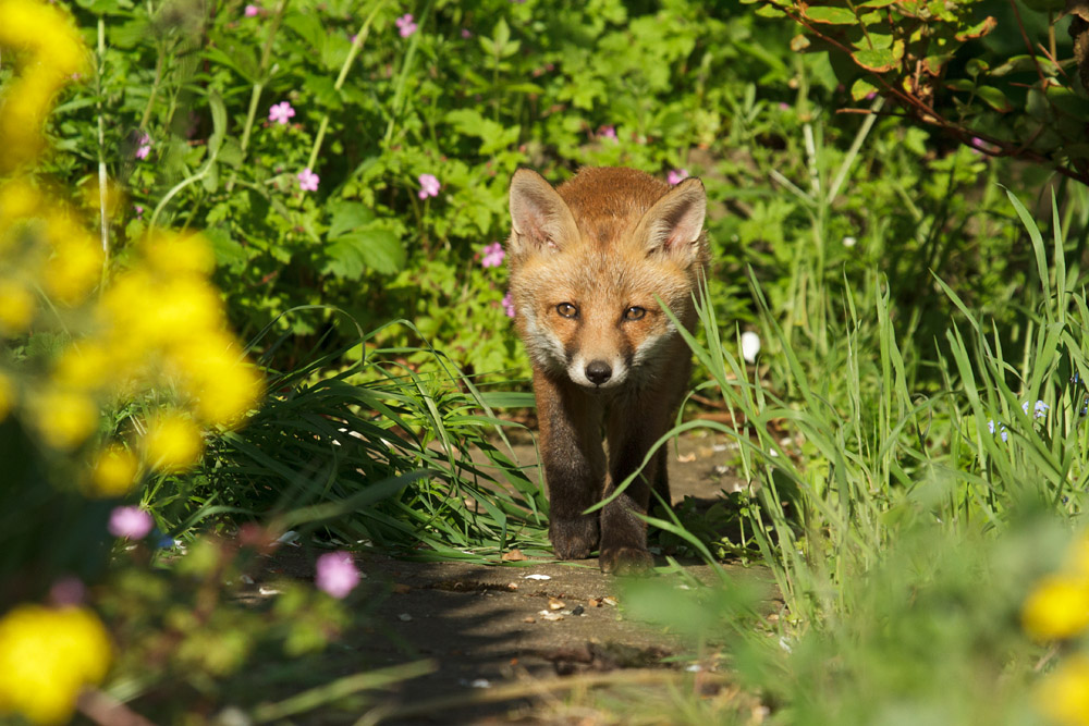 0702172605139003.jpg - Fox cub walking along a path