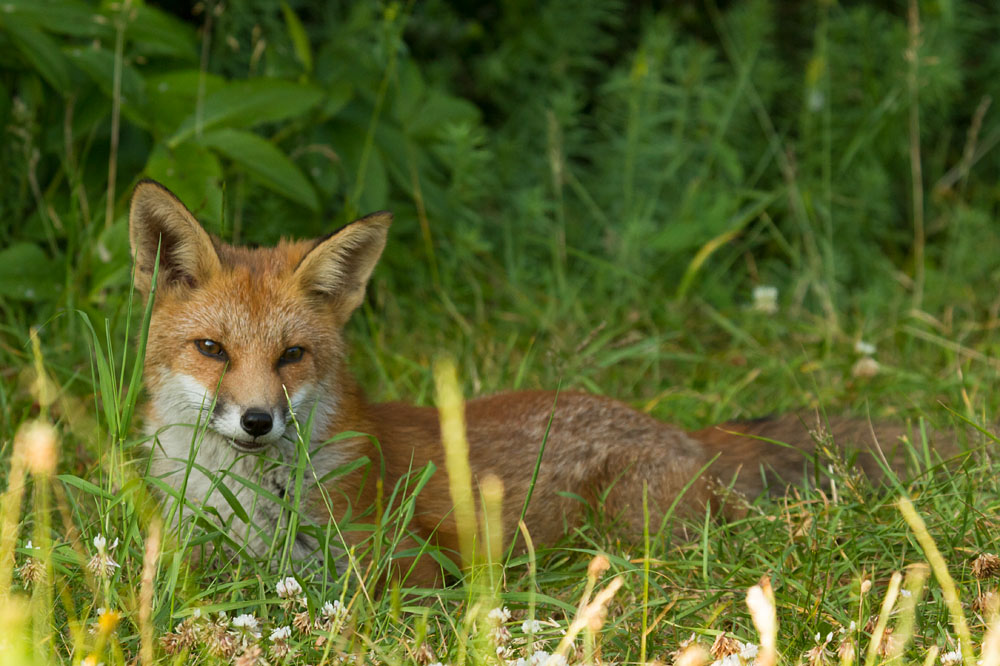 0703151107130452.jpg - Fox cub in the grass
