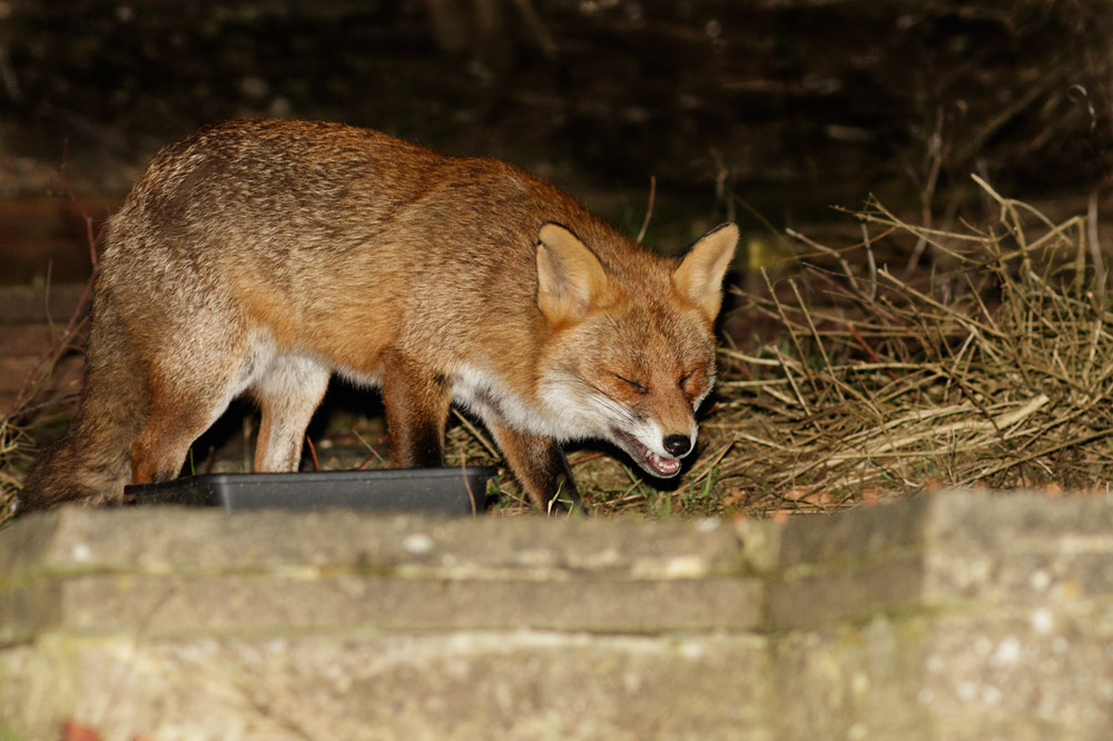 0703160603166717.jpg - Fox with nicked-ear in the garden