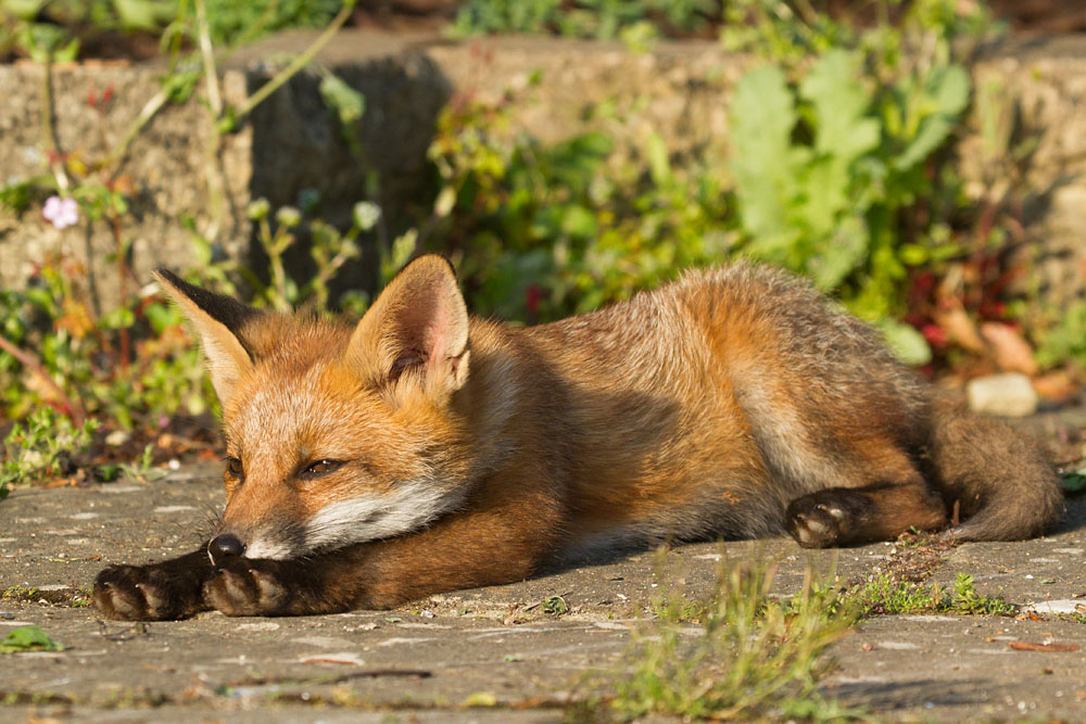 0704142705139857.jpg - Fox cub at the rear of the garden