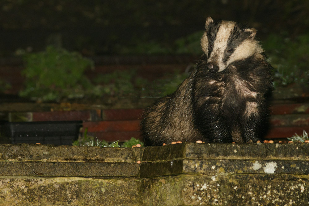 0704150404158211.jpg - Badger in garden