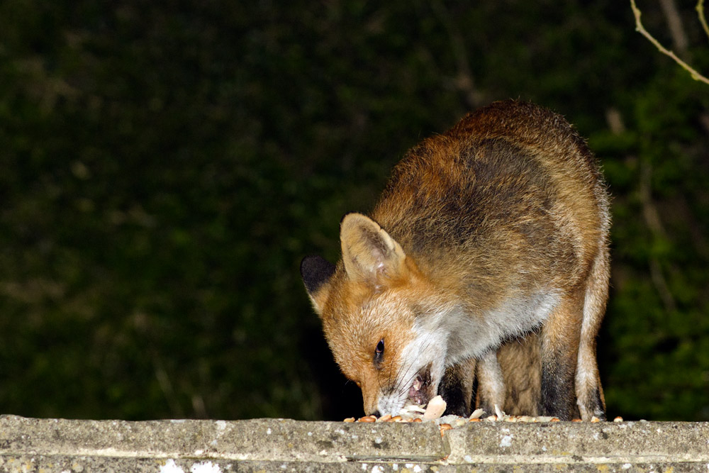 0704170704176114.jpg - Fox with nicked ear at night