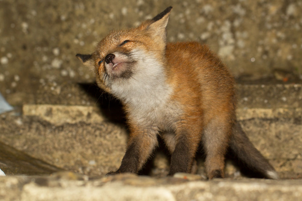 0705130605133712.jpg - Young fox cub (Vulpes vulpes) shaking its head vigorously against stone wall background.