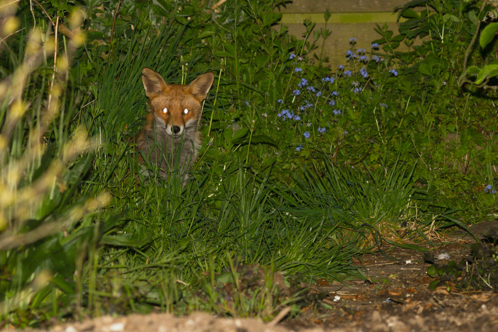 0705140505146125.jpg - Fox lurking at the rear of the garden