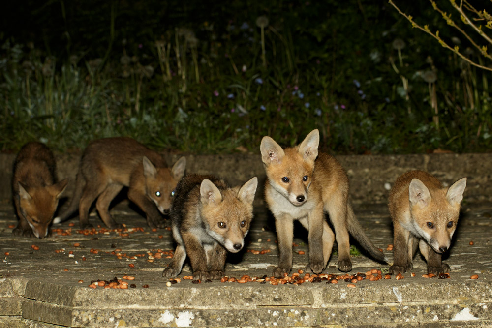 0705170805170738.jpg - Fox cubs enjoying themselves in the garden