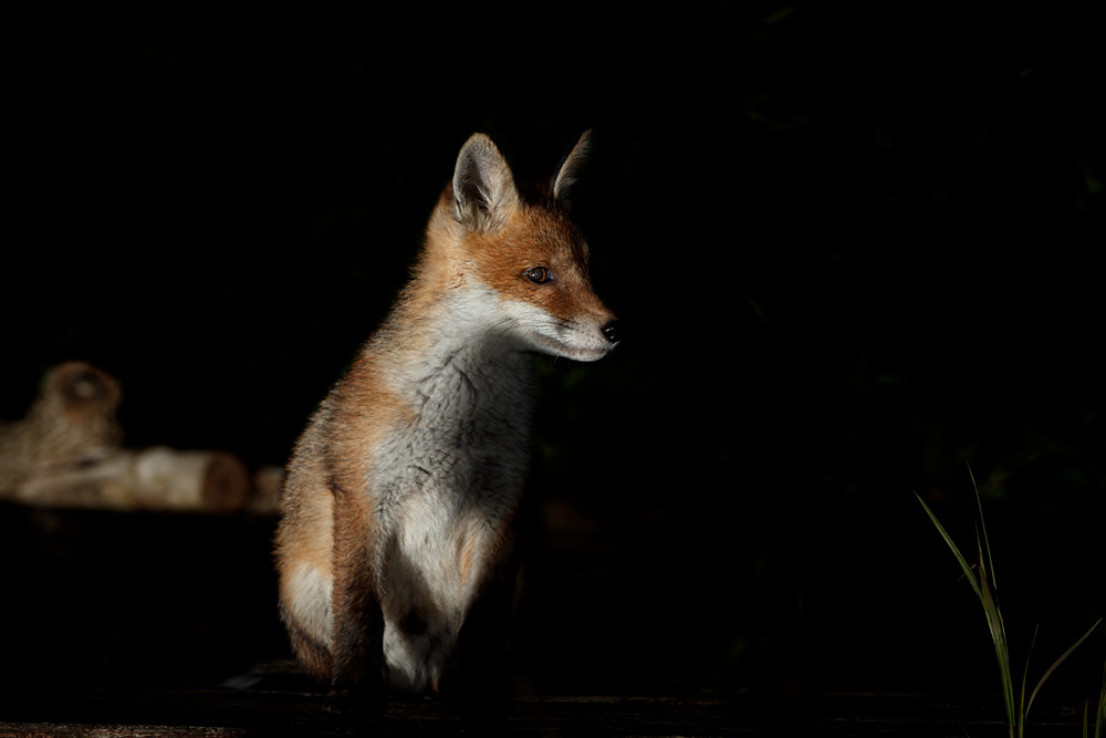 0705210605219006.jpg - Portrait of a fox cub