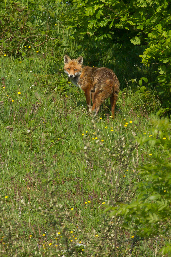 0706130606132448.jpg - Adult fox (Vulpes vulpes) in thick undergrowth on the edge of teh South Downs National Park.