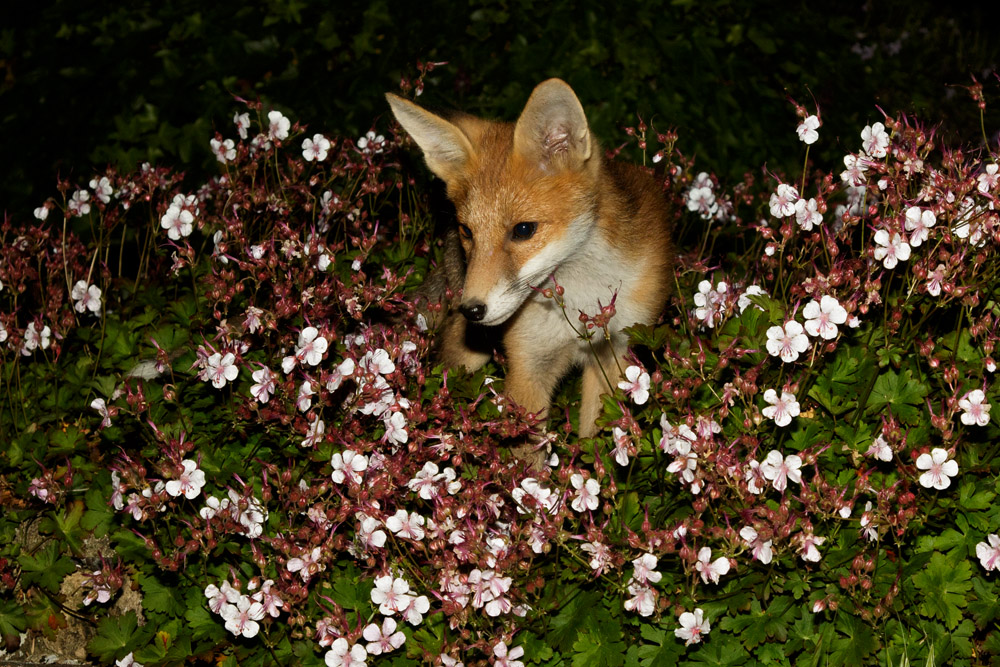 0706170706176813.jpg - Fox cub standing in the middle of a geranium, in a garden in East Sussex.